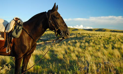 Argentina's Heartlands