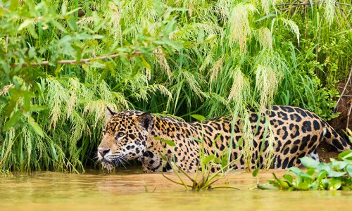 Leisurely Brazil