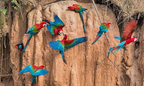 Peruvian Amazon