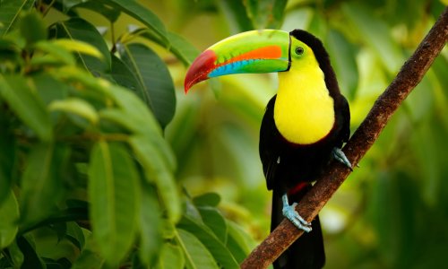 Costa Rica Toucan