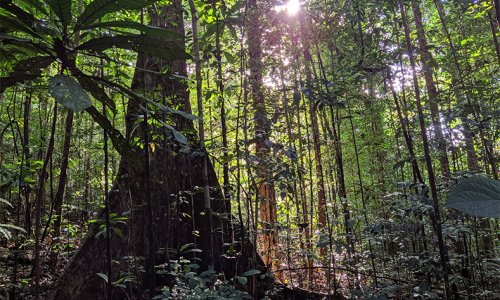 Guiana forest