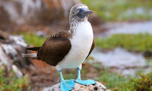 Blue-footed booby