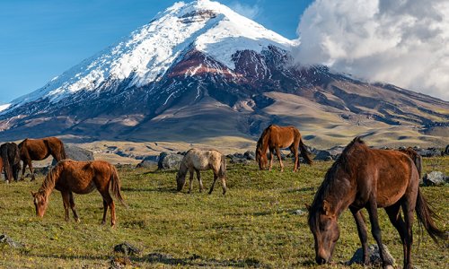 Highlights of Ecuador