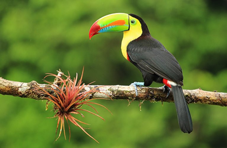 Toucan Costa Rica