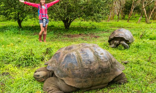 Galapagos tortoise