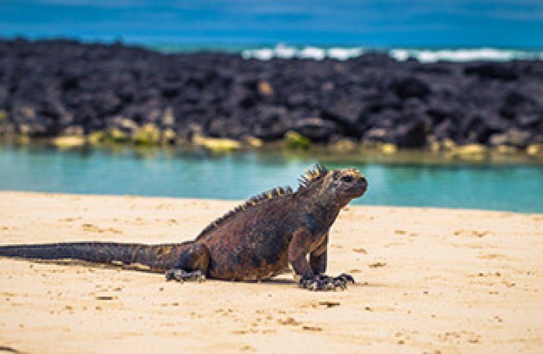 Galapagos