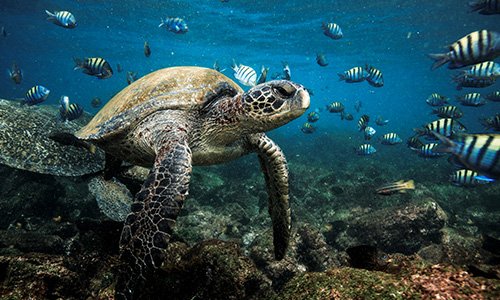 Galapagos turtle