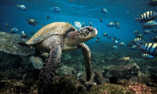 Galapagos Turtle