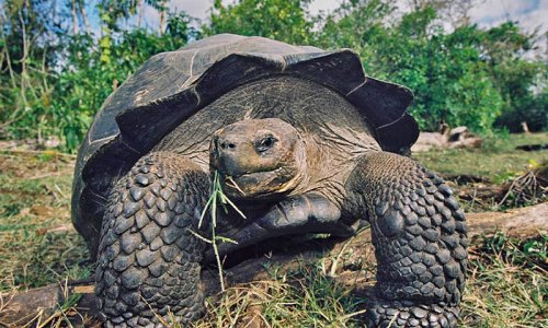 Galapagos Tortoise