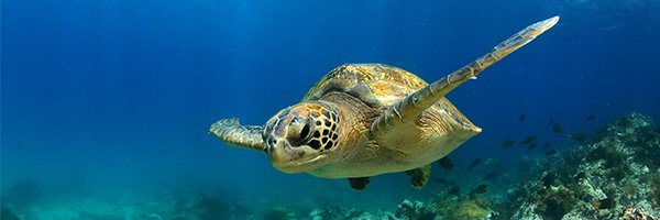 Galapagos Cruises