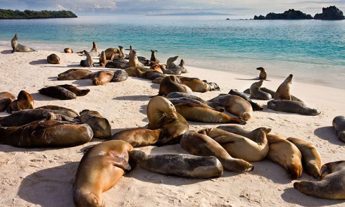 Sealions, Galapagos