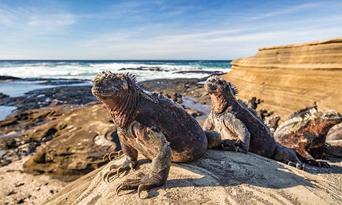 Marine Iguanas, Galapagos