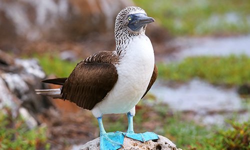 Blue Footed Booby