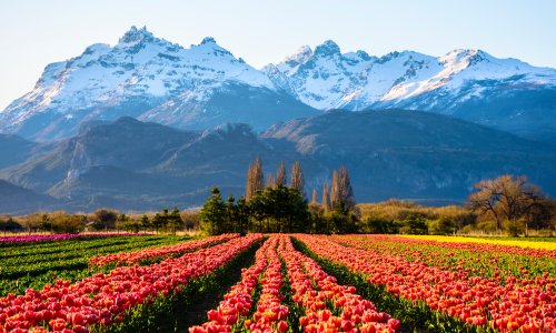 Welsh Patagonian Vinyard