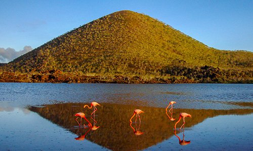 Floreana, Flamingos