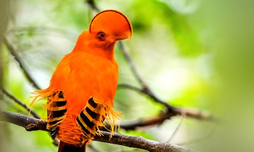 Guianan Cock of the Rock