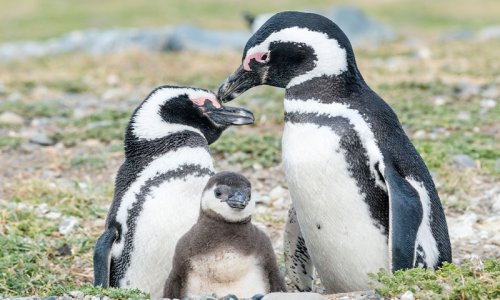 Magellanic Penguins