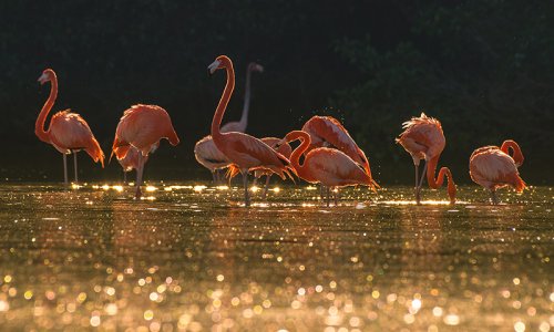 Flamingos