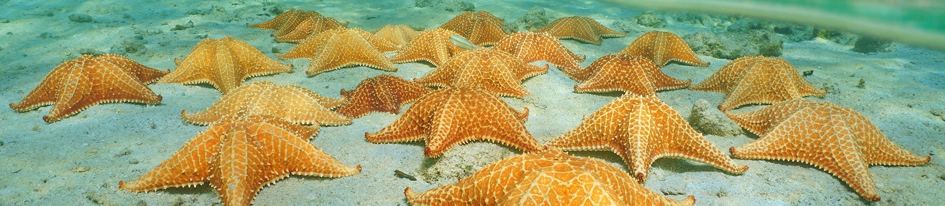 Starfish beach, Bocas del Toro, Panama