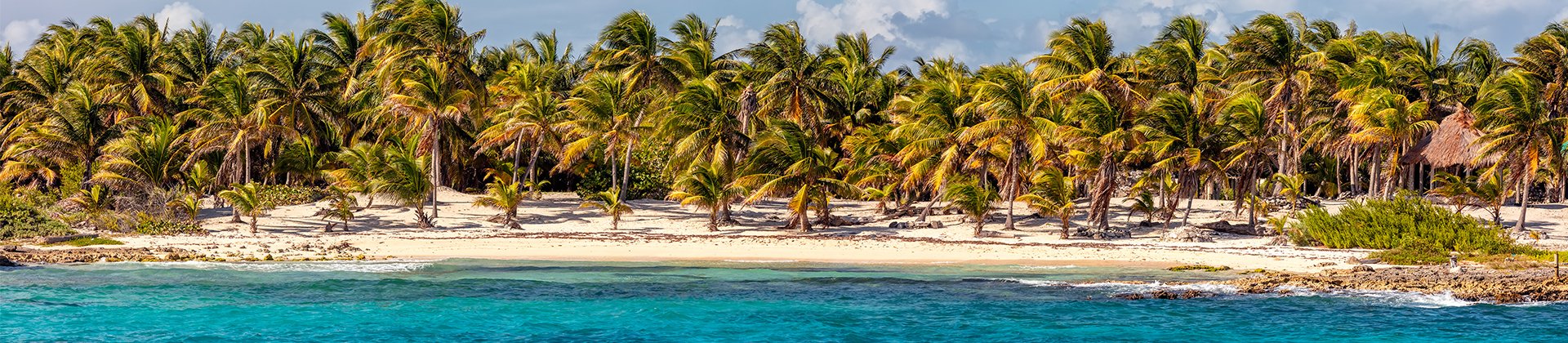 Beach Palms