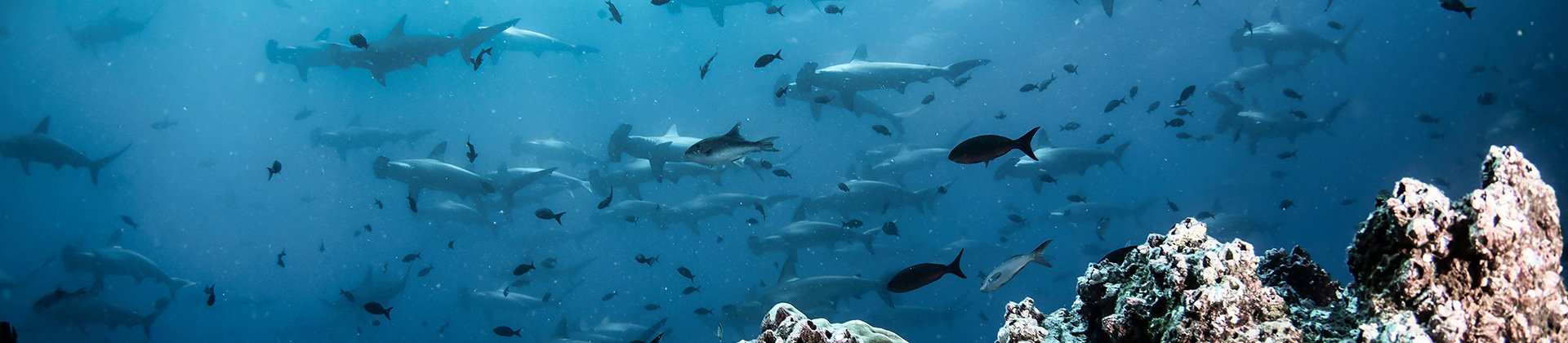 Hammerheads Galapagos