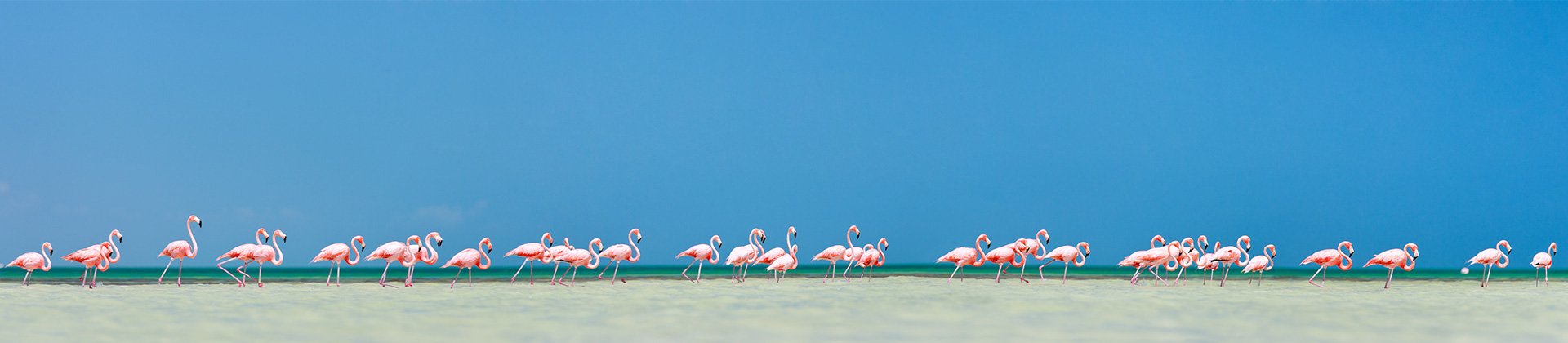 Flamingos, Celestun