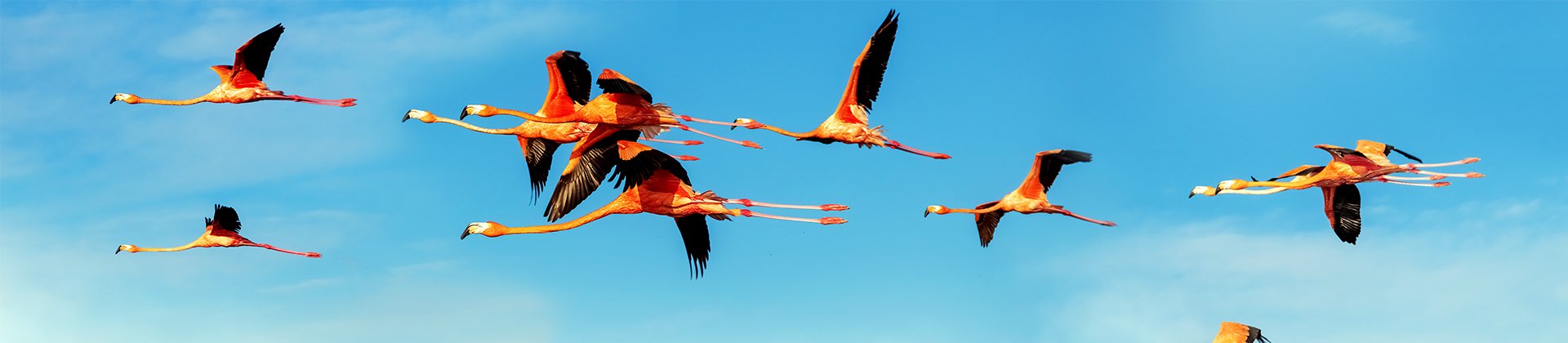 Flamingos flying