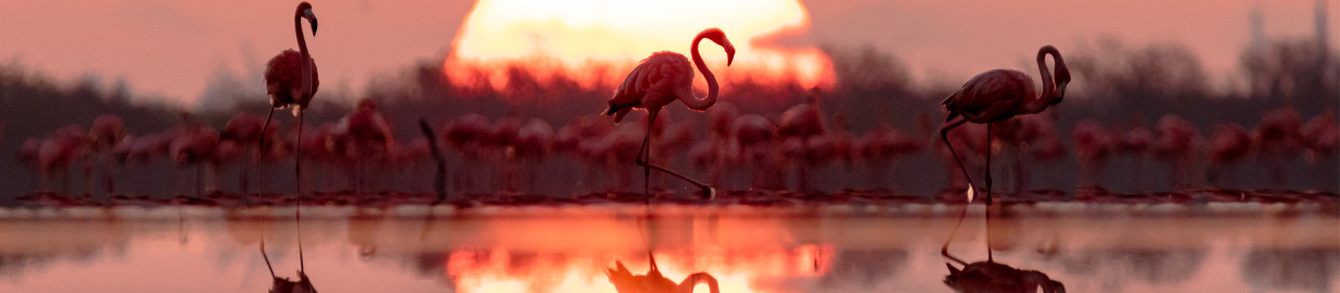 Yucatan Flamingos