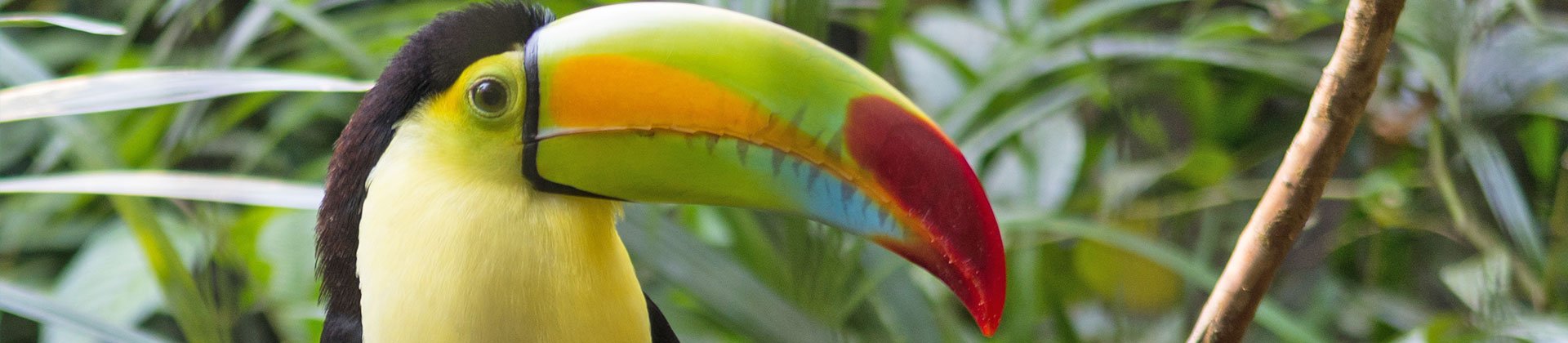 Toucan, Belize