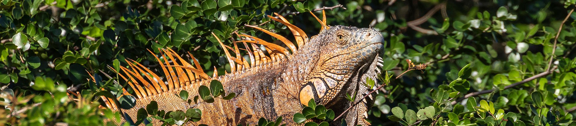 Green Iguana, Crooked Tree Wildlife Sanctuary