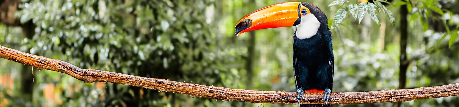 Toucan South America