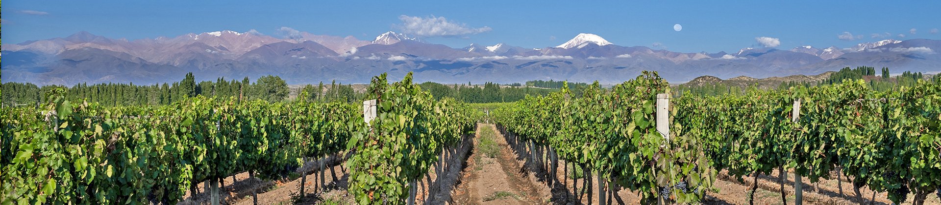 Mendoza Vineyard, Argentina