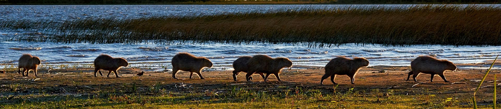 Ibera Wetlands