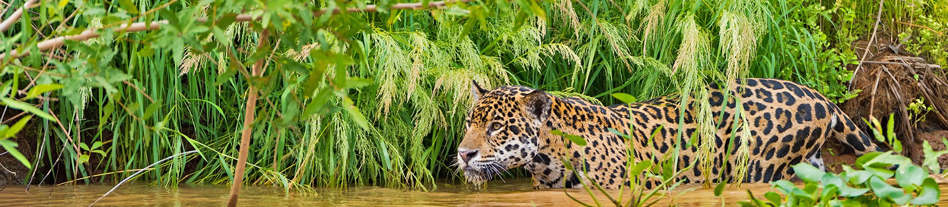 Pantanal Jaguar