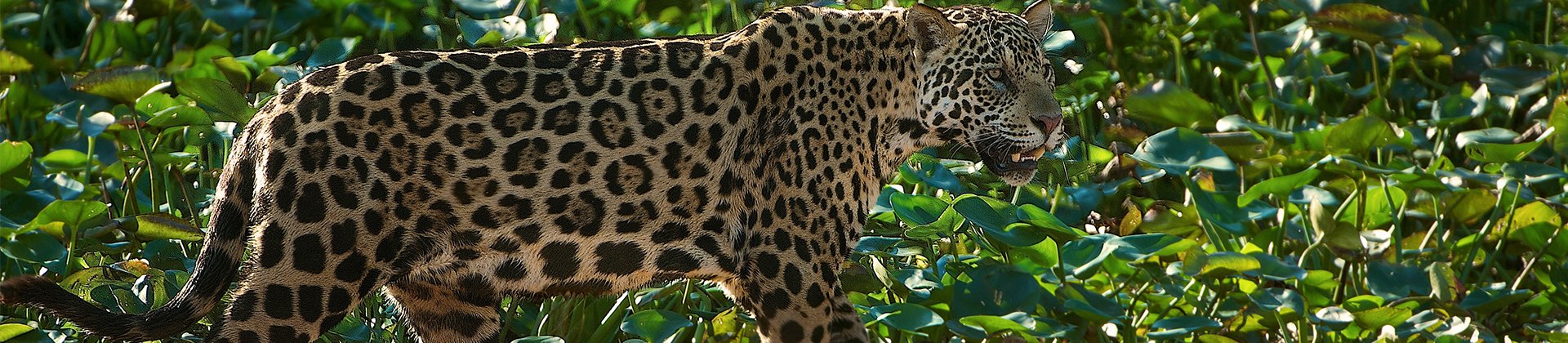 Jaguar pantanal