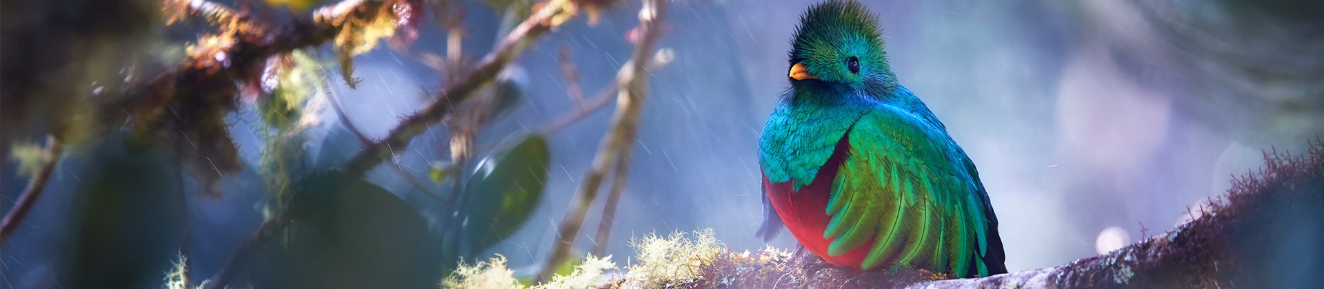 Resplendent Quetzal 