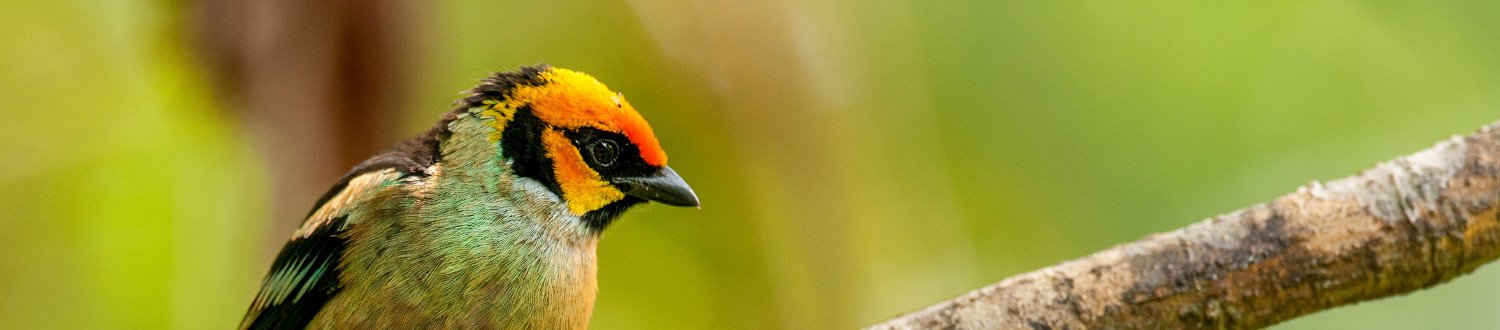 Ecuador bird