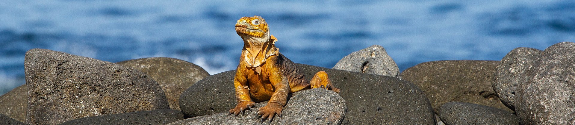 Galapagos Iguana