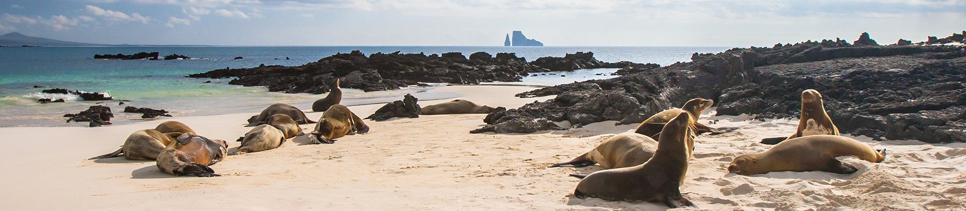 Galapagos Sea Lions