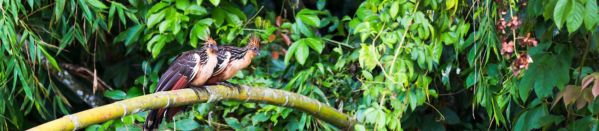 Hoatzins, Ecuador