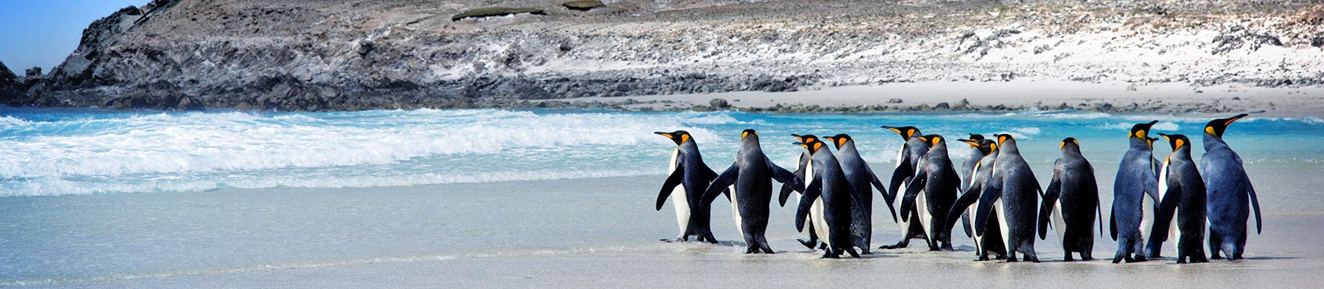 Falkland Islands Penguins