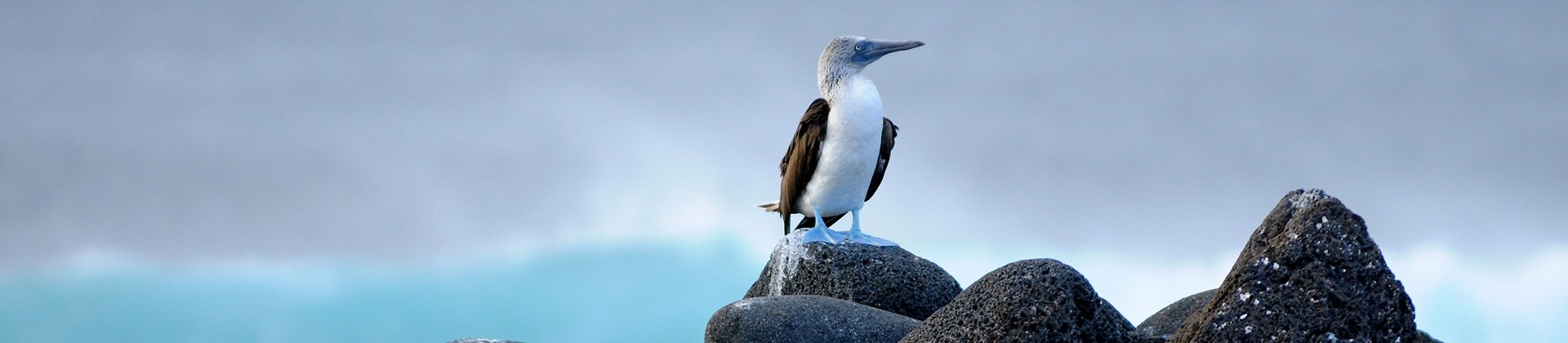 Galapagos Islands