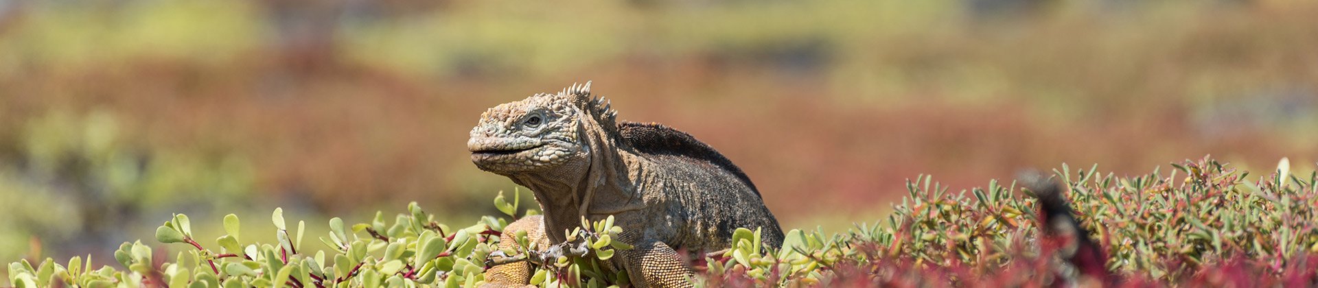 Galapagos Islands