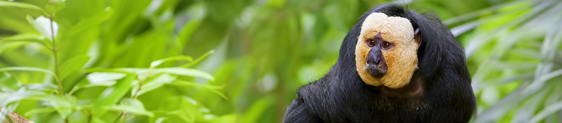 Saki Monkey