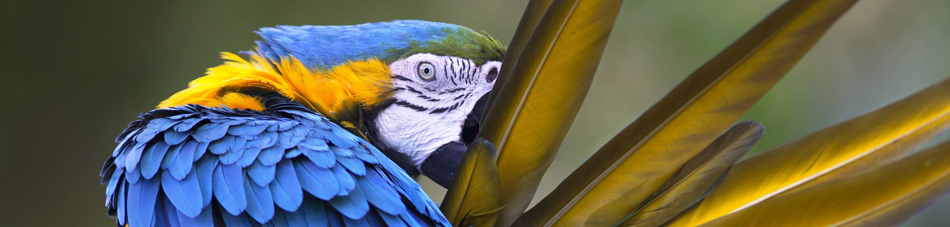 Blue & Yellow Macaw