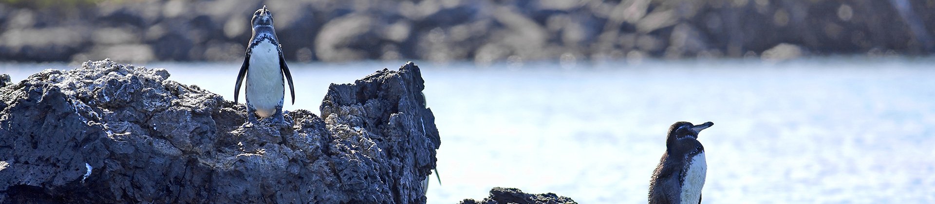 Galapagos Penguins