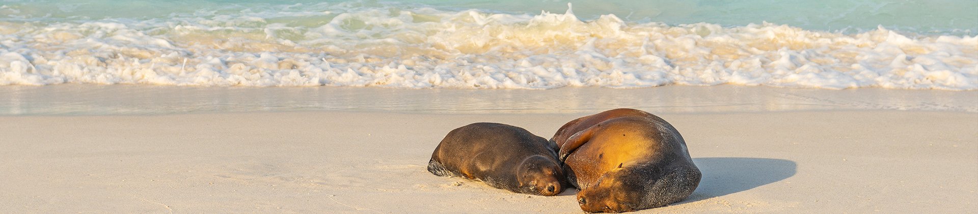 Galapagos Sea Lion