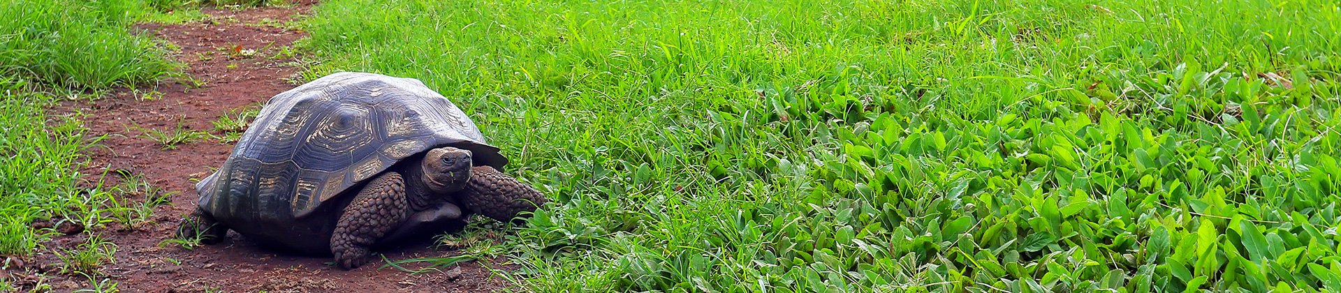 Galapagos Giant Tortoise