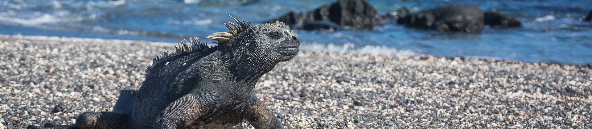 Marine Iguana