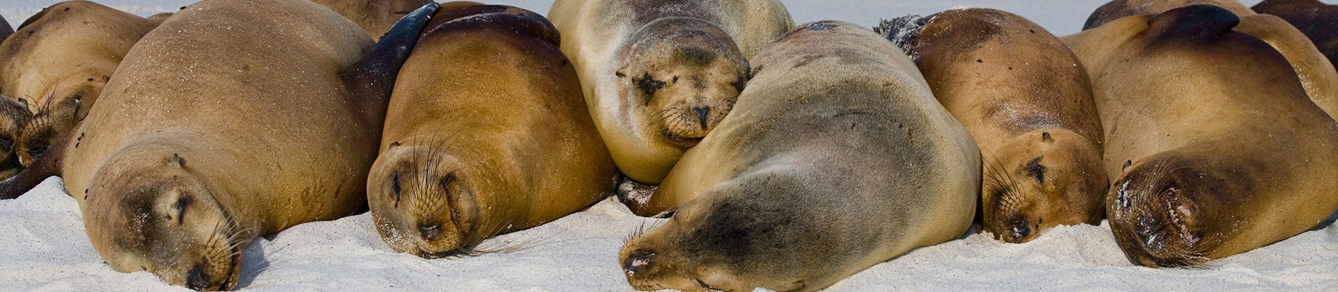 Sea Lions Galapagos